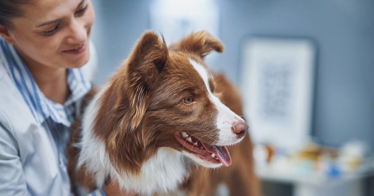 Business growth in a Fear Free practice