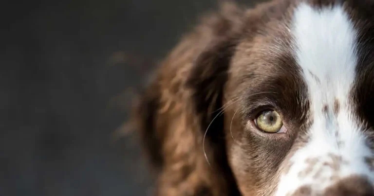 Take a closer look at dry eye with Dômes Pharma