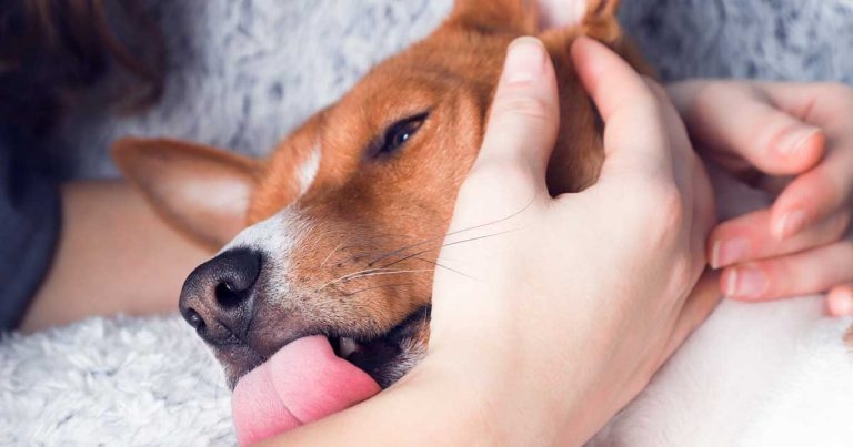 CVS research offers analgesic hope for canine intracranial disease