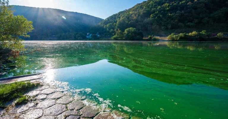 Cyanobacteria toxicosis in dogs