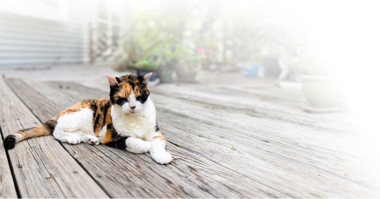 Hyperthyroid cats: diagnostics, treatment options, palliative care and financial considerations