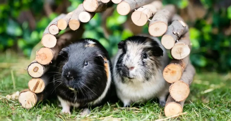 Guinea Pig Welfare Forum to make September return