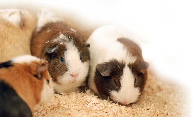 New BSAVA manual for guinea pigs