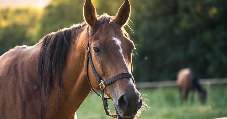 Strangles: preventive strategies and linking research to action