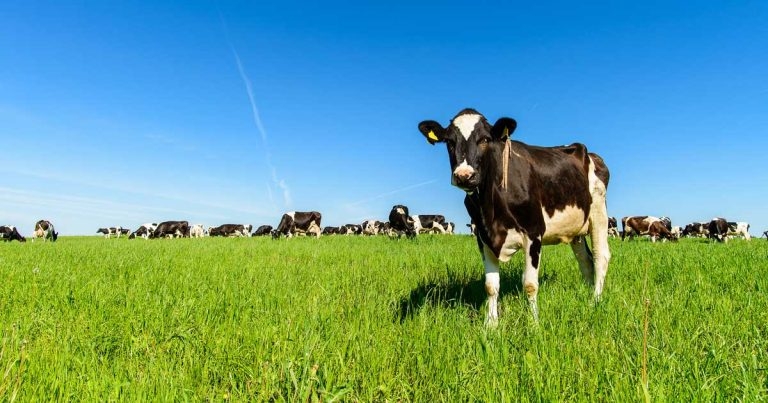 Lameness detection: the weakest link
