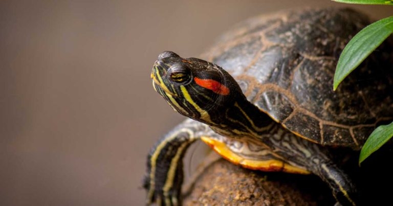 Concerns raised over premature deaths of tortoises and terrapins