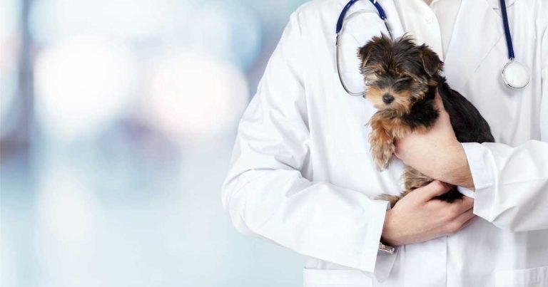 Complaints resolution case study: Mollie’s story