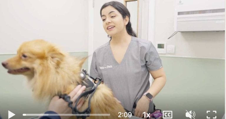 New Vets for Pets RVN skill programme welcomed