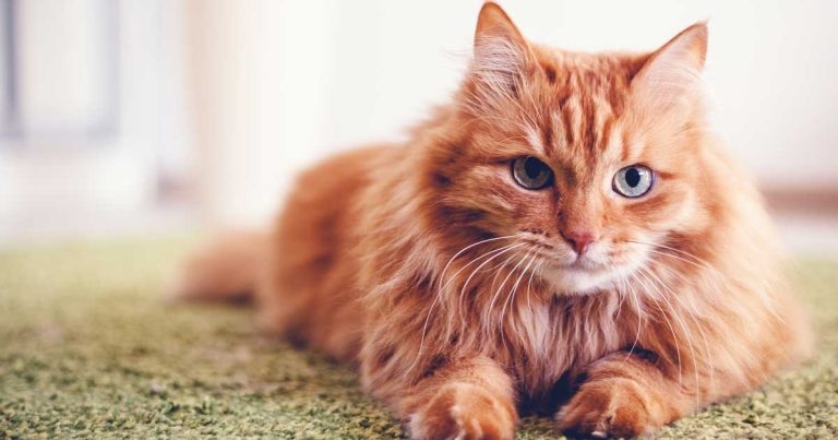Feline hypertension: latest on treatment and prognosis
