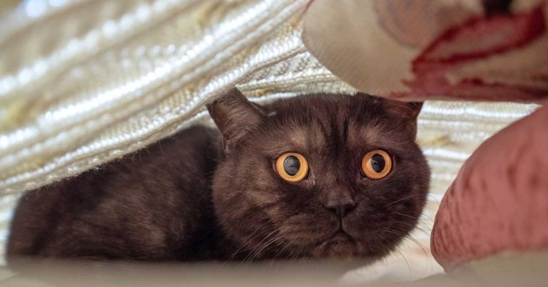 Stressed cats in consulting rooms – prevention is better than cure