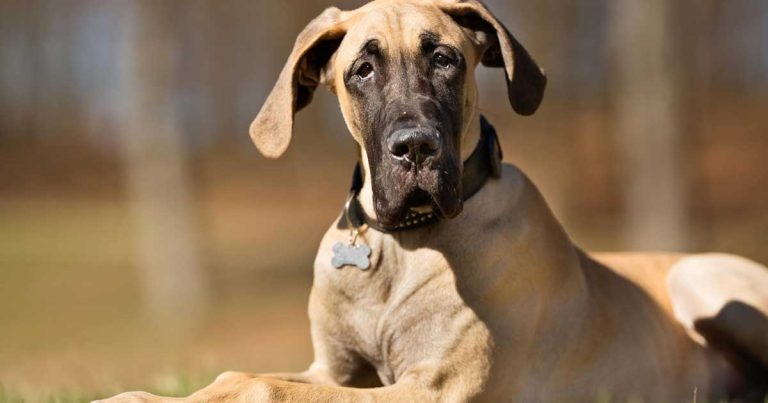 Dechra to launch flavoured Vetoryl for canine Cushing’s syndrome