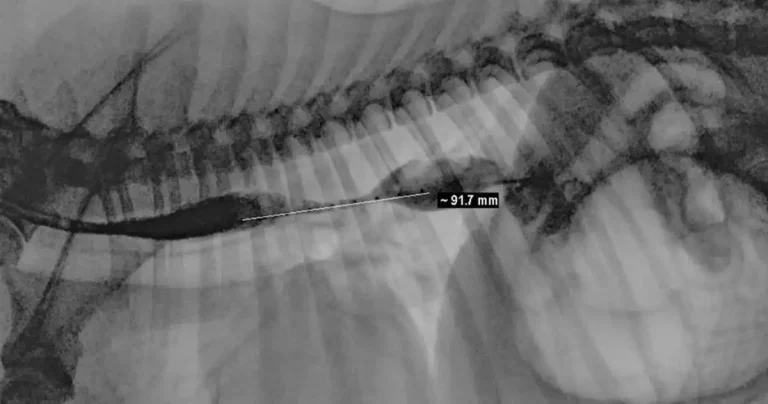 Royal Dick vets use rare technique to resolve severe oesophageal stricture in Labrador