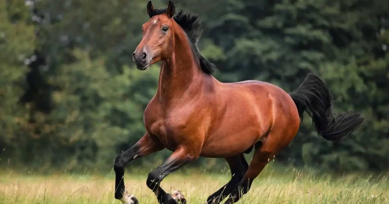 Equine castration complications