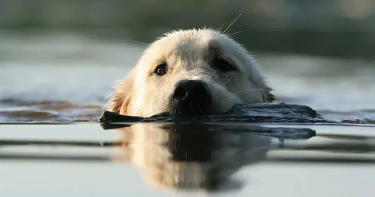 Parasiticide warning after open water dog swim study