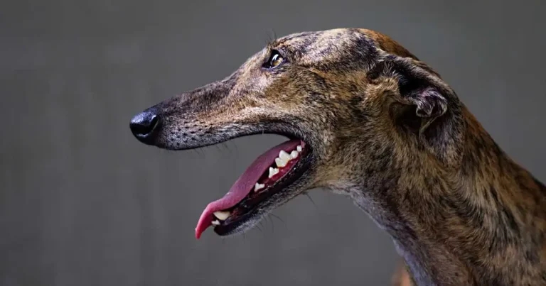 Greyhound race ban needs ‘robust’ transition, BVA says after bill draft