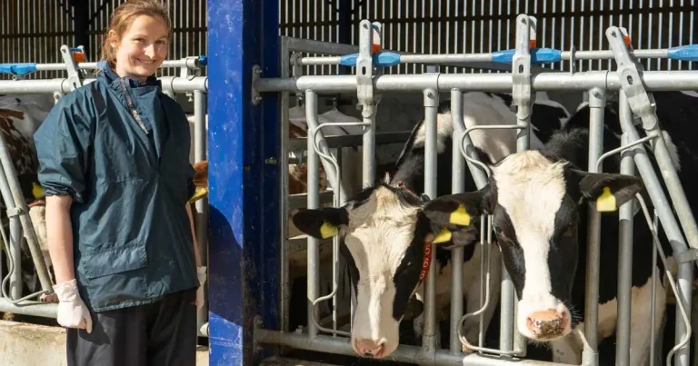 Responsible breeding selection key to cattle caesarean reduction – study