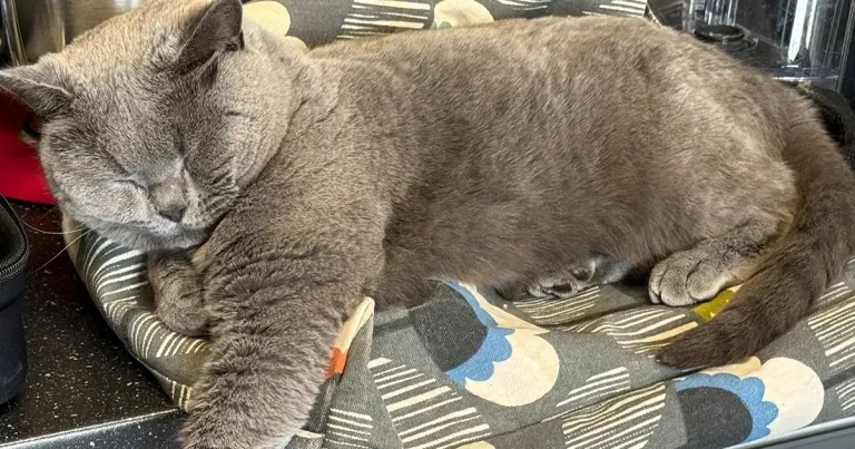 Vets treat cat after tumble dryer trauma