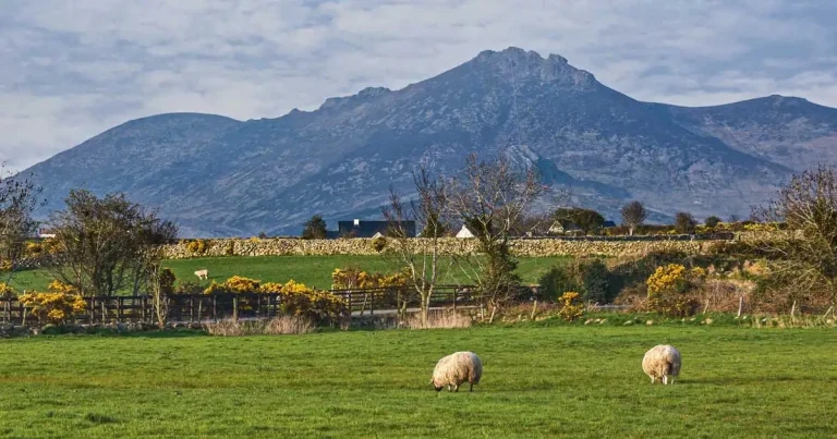 NI farmers’ boss urges medicine ‘certainty’
