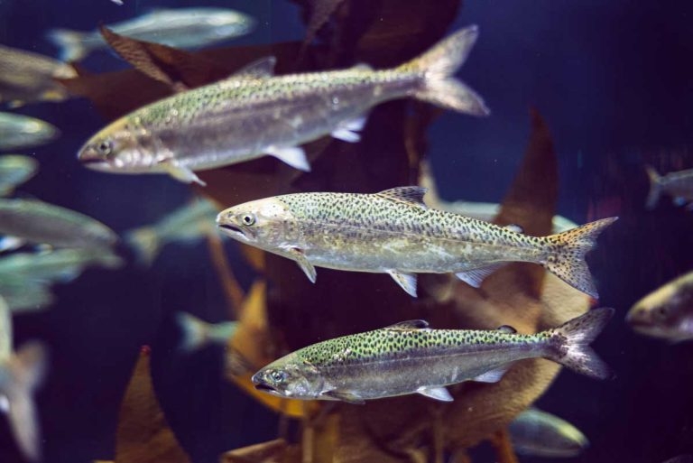 Forum calls for reform to protect fish welfare