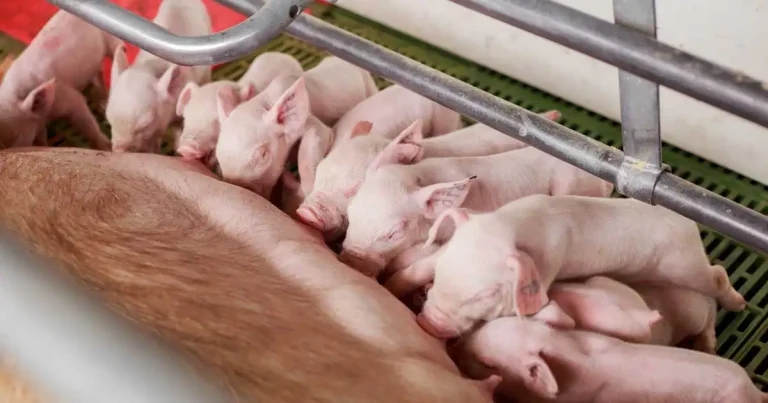 Fresh calls for farrowing crates ban made over concerns for pig welfare