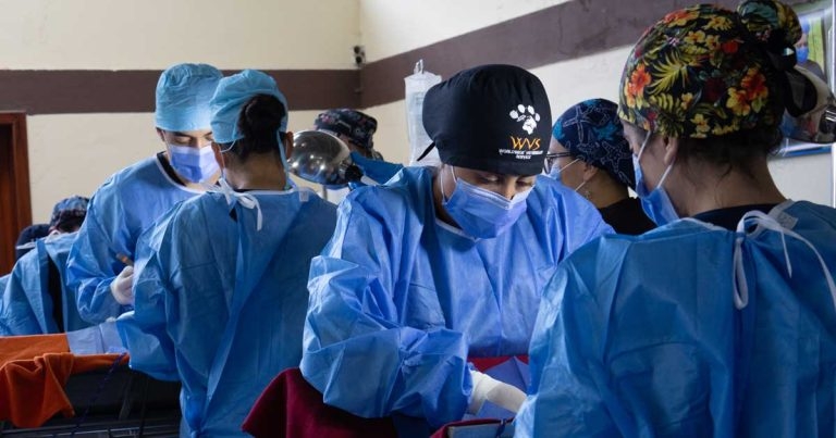 New £100k award to fund students’ animal welfare projects