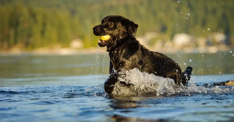 BVA to review parasiticide policy