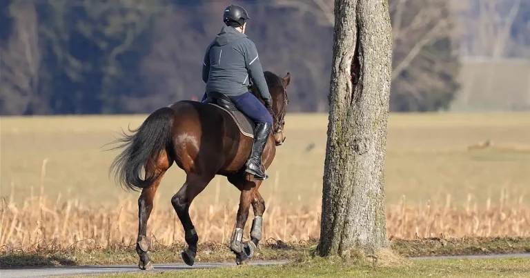 Gaps in horse welfare perception, but ethical training grows – survey