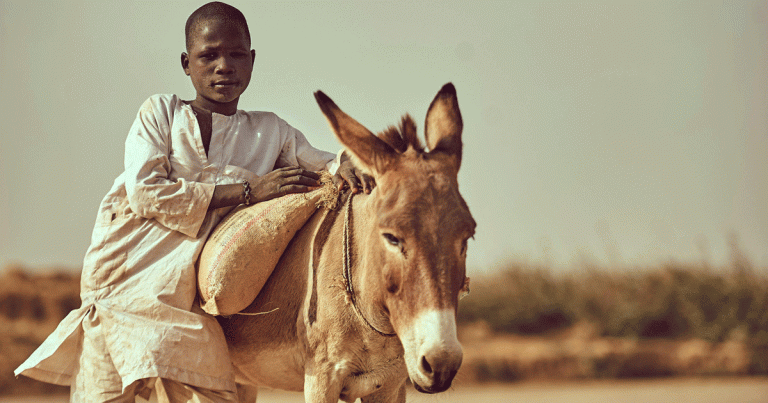 Charities issue donkey skin trade warnings