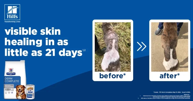 Case Study: Gracie the whippet