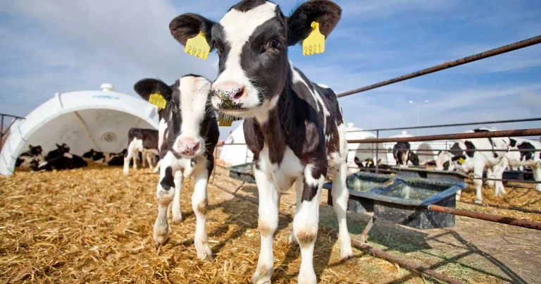 Why calf scours is still farm issue and how to help change narrative