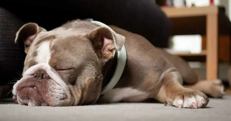Brachycephalic patients: considerations of behaviour and stress management