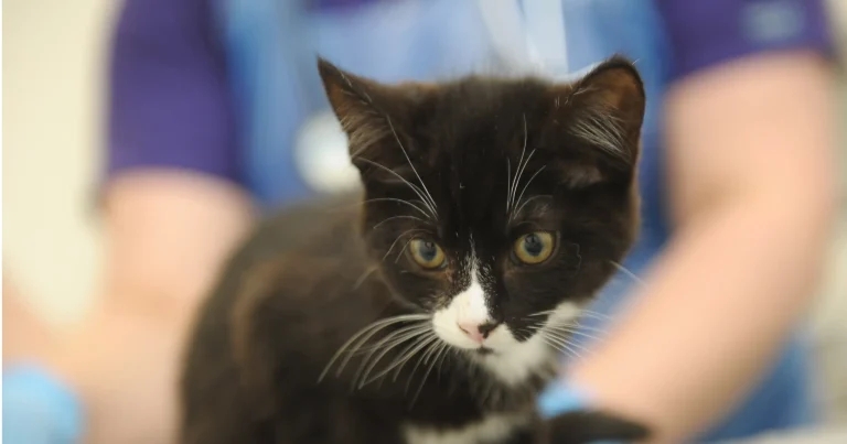 West Yorkshire practice seeks help for abandoned feline 13