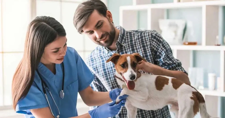 Long-term use of NSAIDs in canine osteoarthritis: what does the evidence tell us?