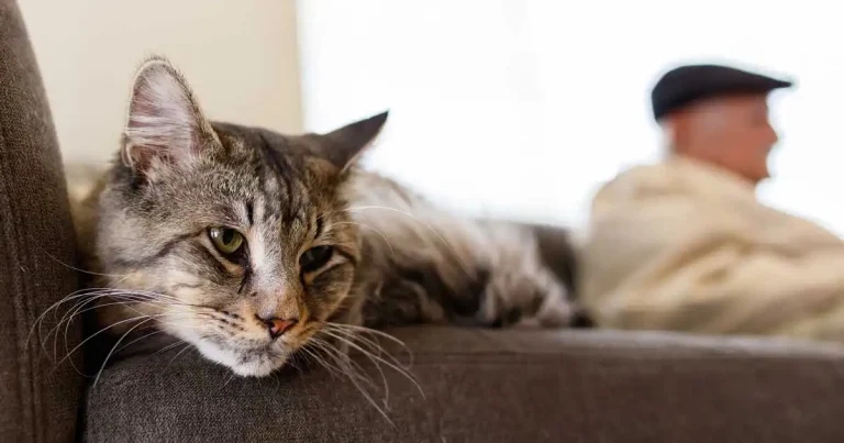 Senior cats: how practices can work with owners