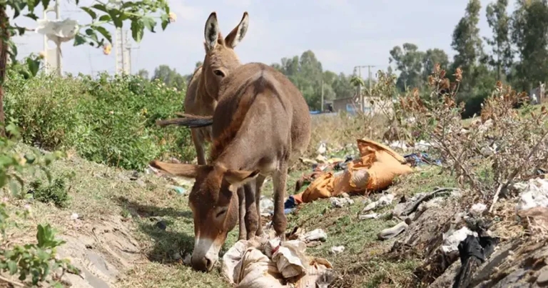 New study to investigate plastic pollution impact on animals
