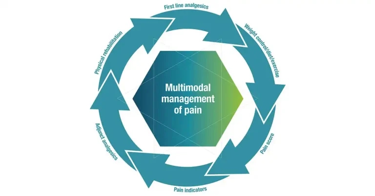 Models of pain understanding