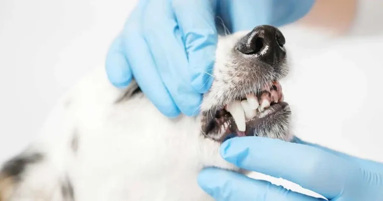 Vet nurses and pain management: insights from the Big Pain Survey