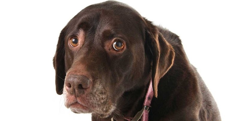 Canine acute diarrhoea: ENOVAT review on use of antimicrobials