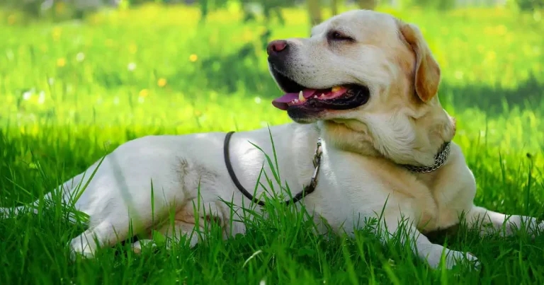 New antimicrobial use guidelines for dog skin infections