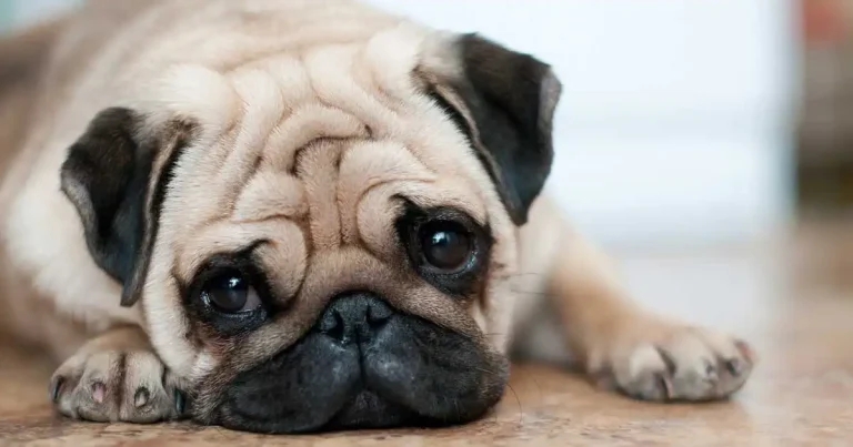 Brachycephalic obstructive airway syndrome – the latest