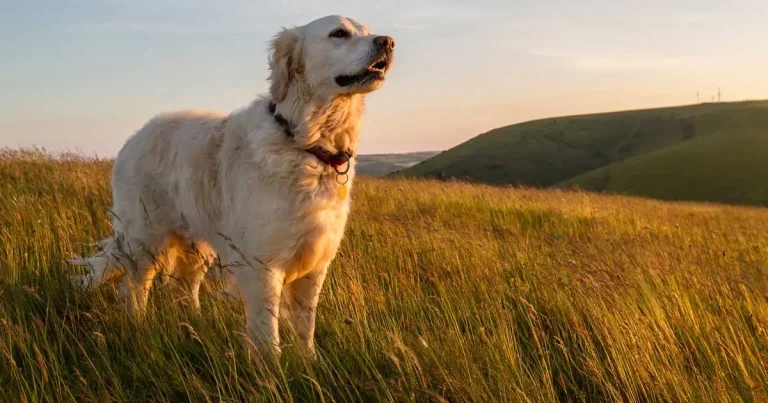 Early diagnosis and treatment of osteoarthritis in dogs