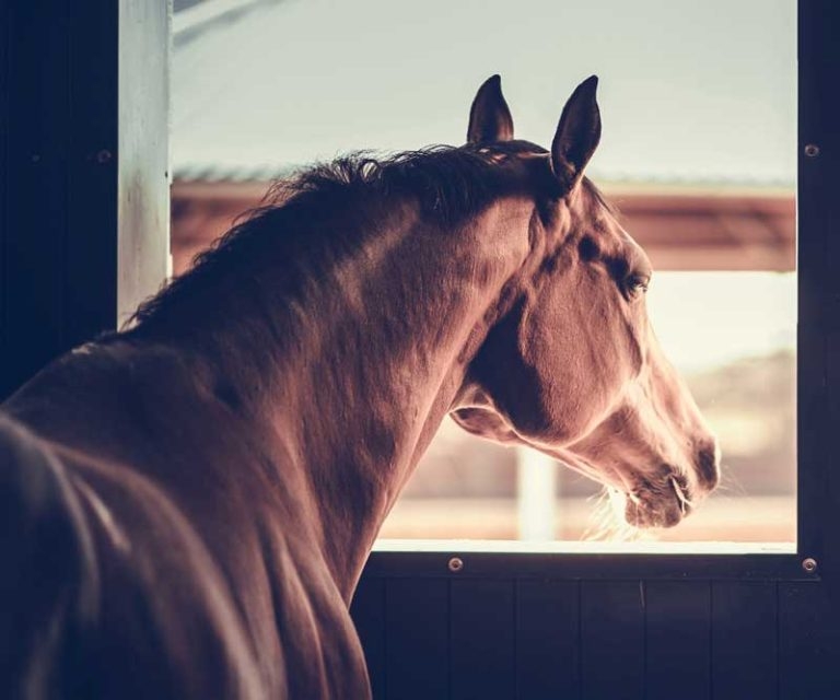 Owner help sought in Zoetis EHV project