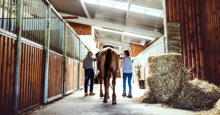 Asthma: focus on stabled horses and holistic approach to cases