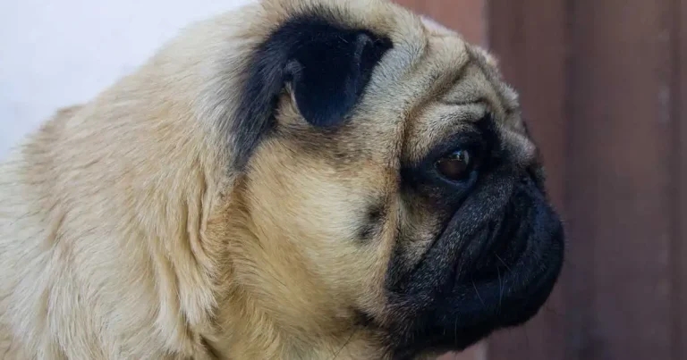 New warning for brachycephalic dog owners: noisy breathing ‘not normal’