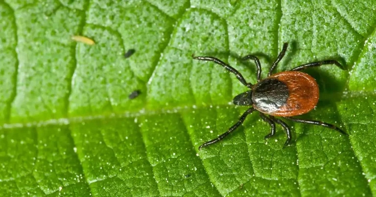 The rise and rise of tick-borne flaviviruses