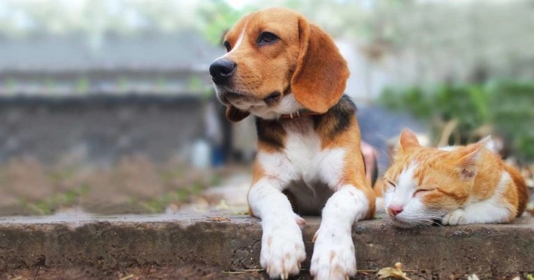 Webinar to offer new parasite insights