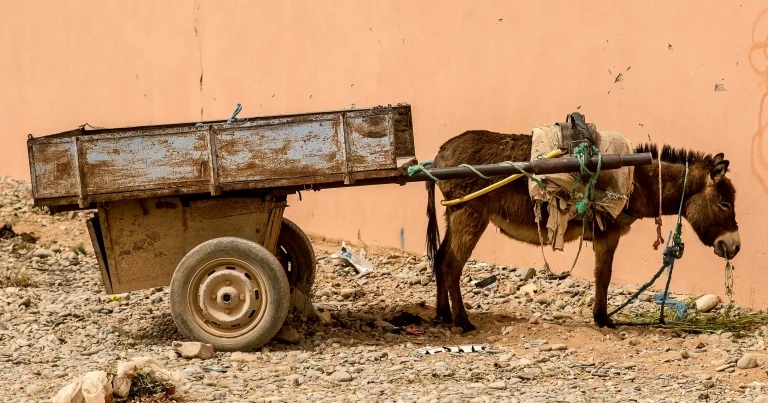 New study warns donkeys suffering with PTSD