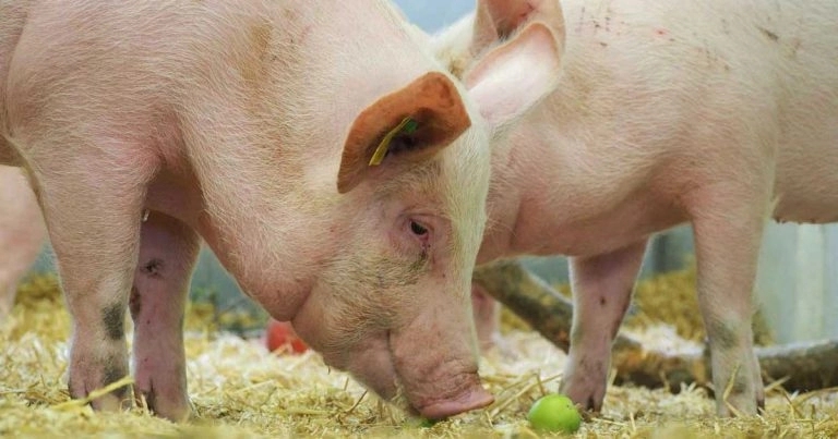 Vets urge ASF workshop engagement