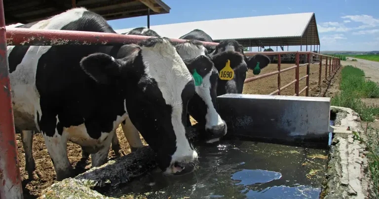 Water treatment raises bTB hope after Clarkson’s Farm hit by disease