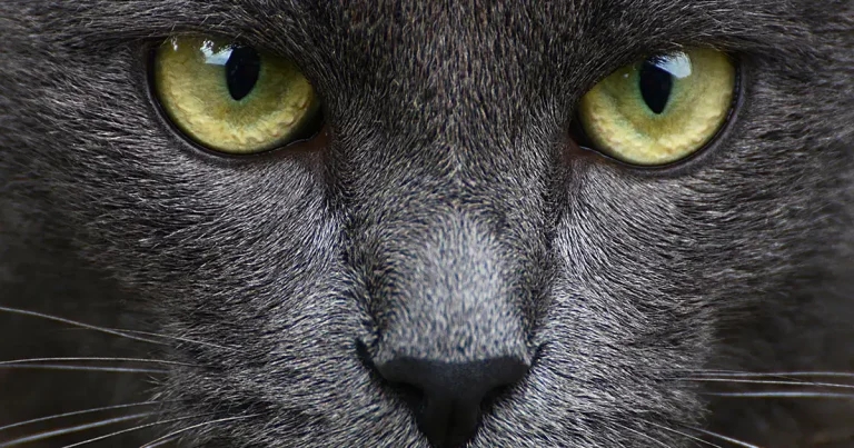 ‘Striking similarities’ between feline dementia and Alzheimer’s disease – study